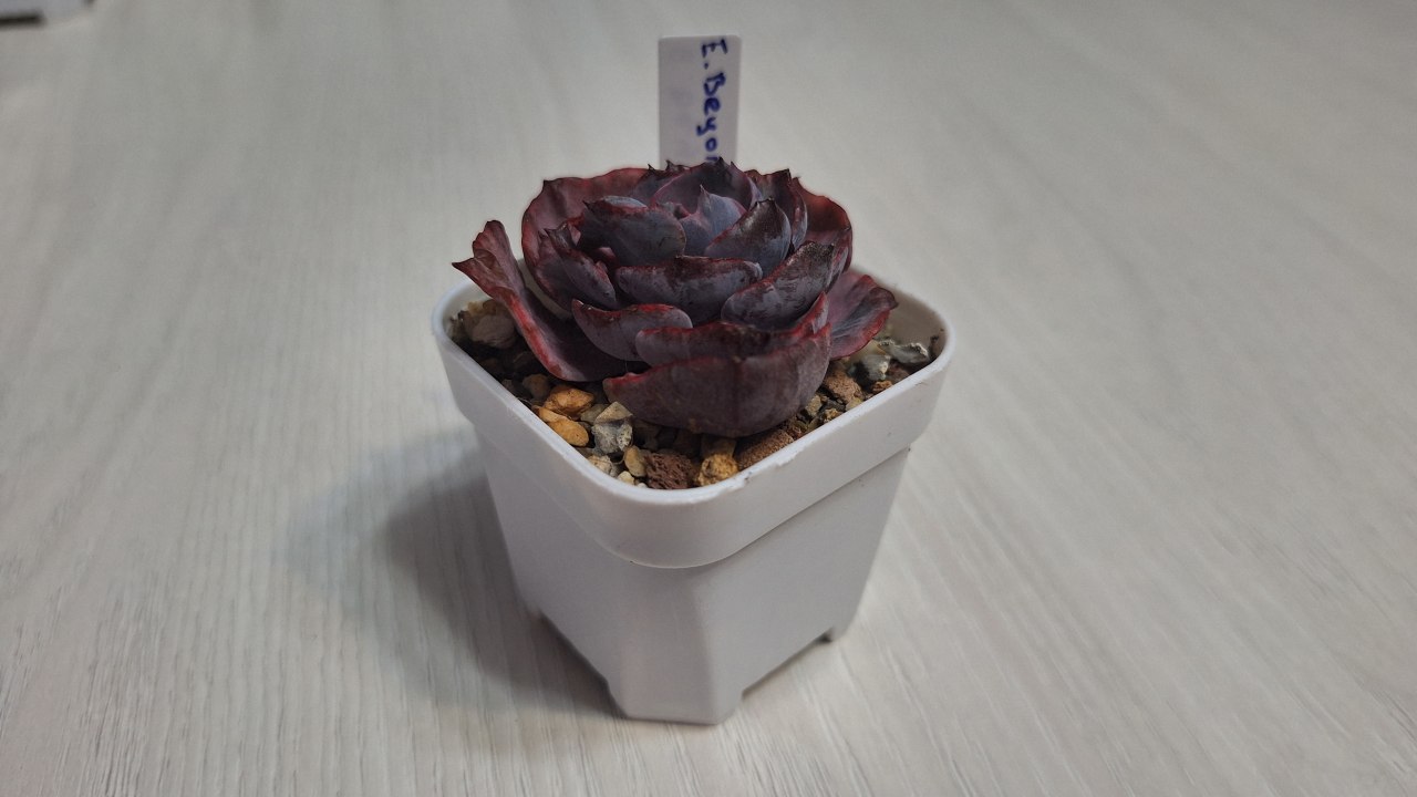Echeveria 'Beyonce'