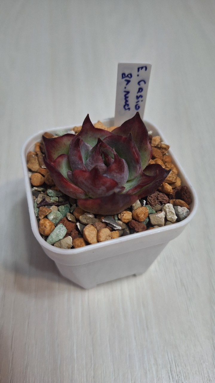 Echeveria 'Casio'
