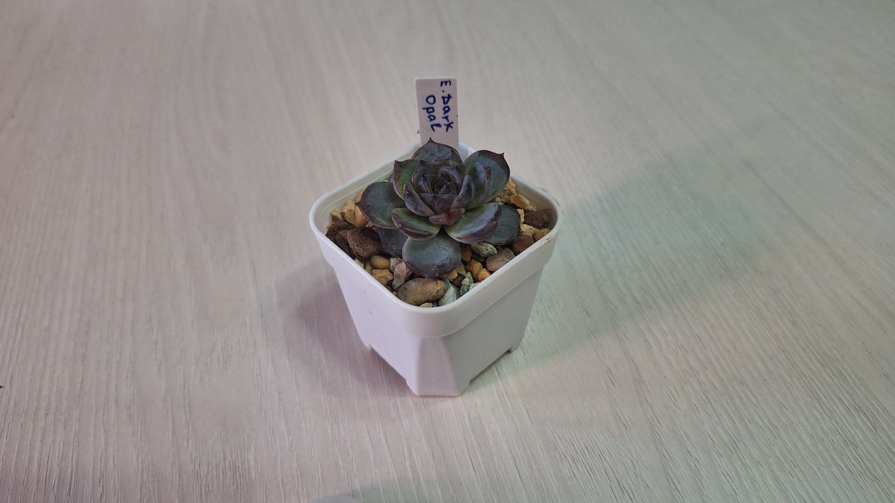 Echeveria 'Dark Opal'